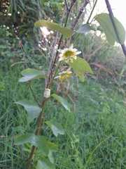 Passiflora biflora