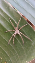 Palystes superciliosus