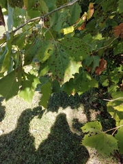 Platanus