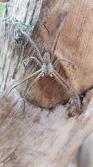 Palystes superciliosus