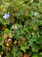 Geranium pseudosibiricum