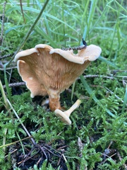 Hygrophoropsis aurantiaca