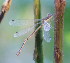 Lestes inaequalis