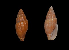 Neotiara nodulosa