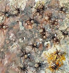 Latrodectus tredecimguttatus