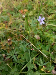 Geranium pseudosibiricum