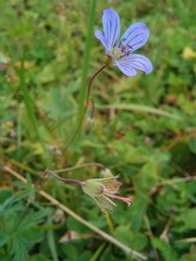 Geranium pseudosibiricum