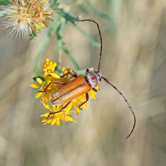 Crossidius suturalis