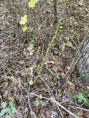 Smilax