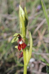 Ophrys insectifera