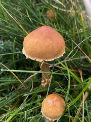 Cystoderma amianthinum