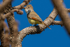 Myiarchus cinerascens