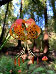 Lilium pardalinum