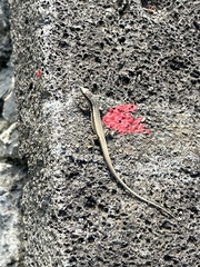 Teira dugesii dugesii