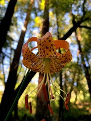 Lilium pardalinum