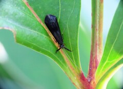 Mystacides sepulchralis