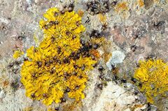 Latrodectus tredecimguttatus