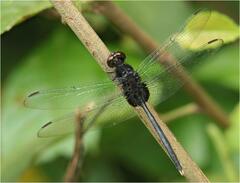 Erythemis plebeja