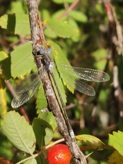 Lestes congener