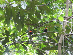 Ceratopipra mentalis