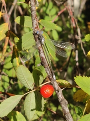 Lestes congener