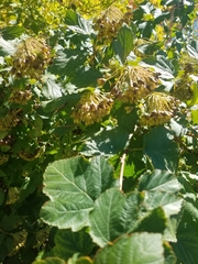 Physocarpus opulifolius