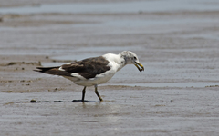 Larus atlanticus