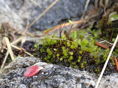 Ptychostomum capillare