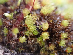 Ptychostomum capillare