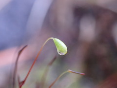 Ptychostomum capillare