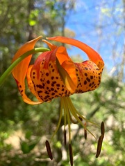 Lilium pardalinum