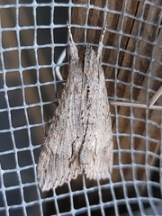 Cucullia intermedia