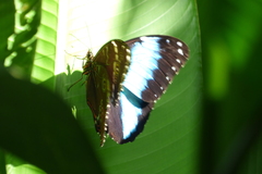 Morpho deidamia