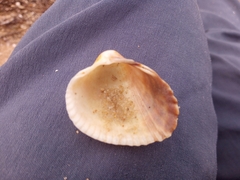 Cerastoderma glaucum