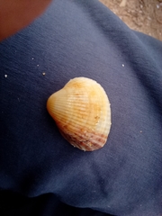 Cerastoderma glaucum