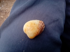 Cerastoderma glaucum