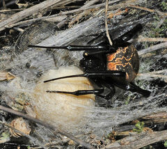 Latrodectus lilianae
