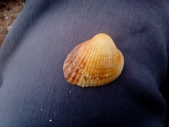 Cerastoderma glaucum