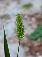 Setaria viridis viridis
