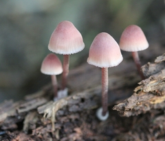 Mycena haematopus
