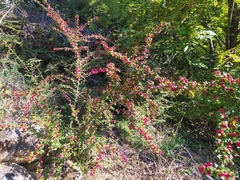 Cotoneaster divaricatus