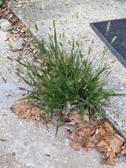 Setaria viridis viridis