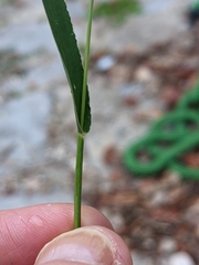 Setaria viridis viridis