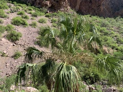 Washingtonia robusta