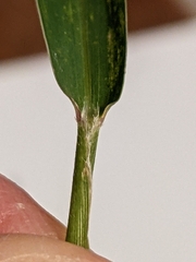 Setaria viridis viridis