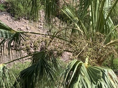 Washingtonia robusta