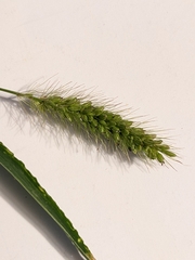 Setaria viridis viridis