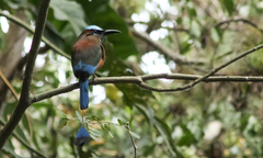 Eumomota superciliosa