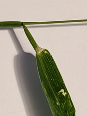 Setaria viridis viridis