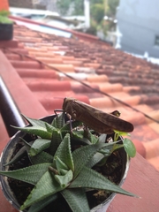 Cyrtacanthacridini
